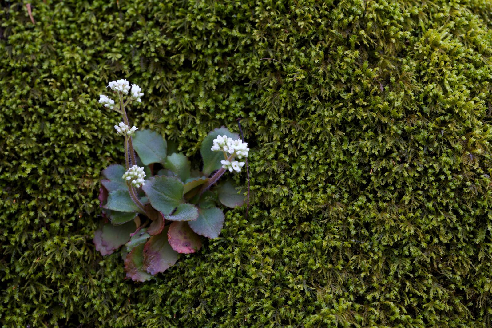 Canon EOS 5D Mark II sample photo. Flowering, plants, bloom, wildness photography