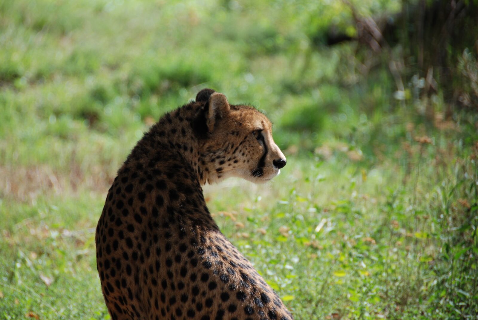 Nikon D80 sample photo. Cheetah, zoo, wildcat photography
