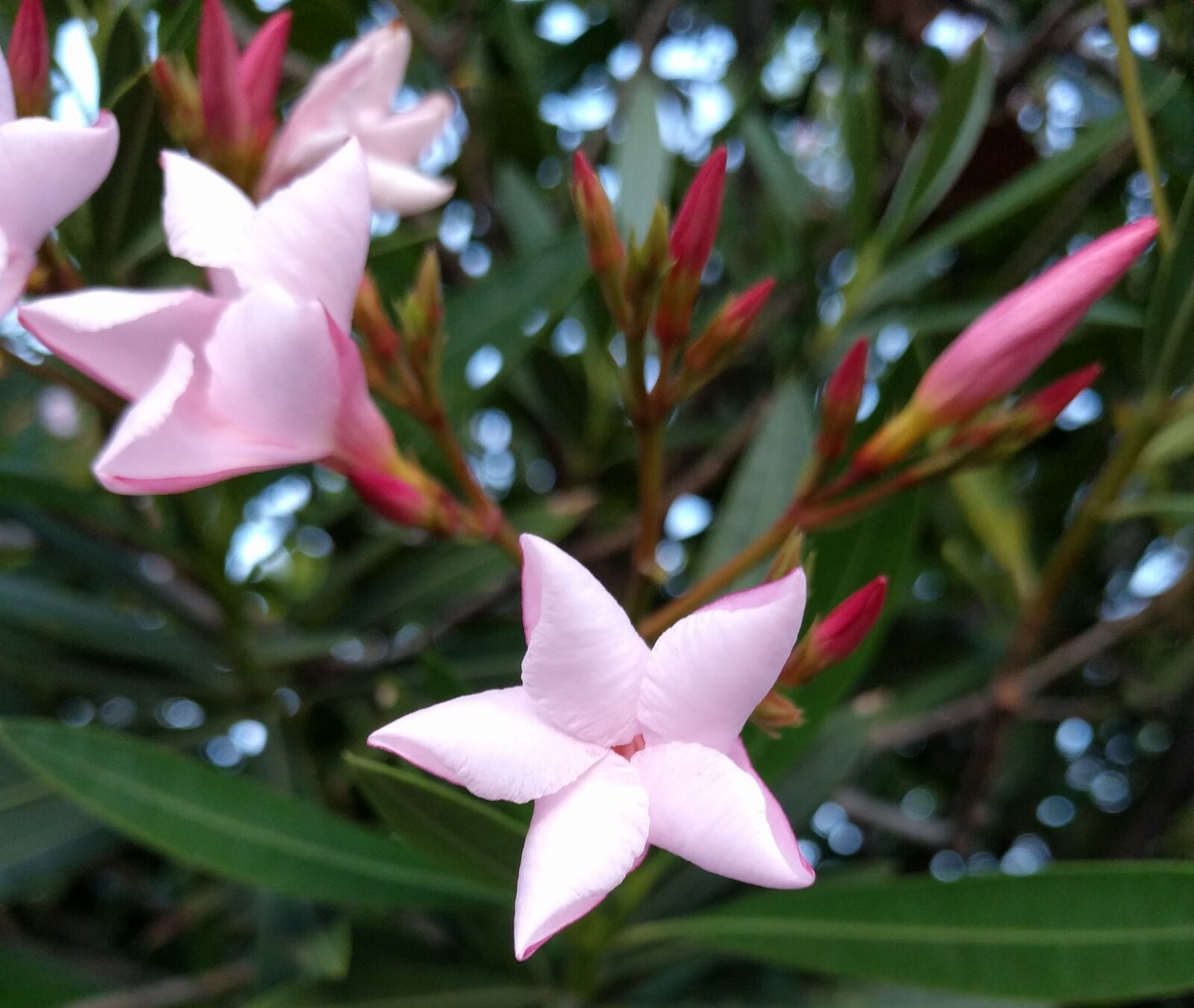 LG Nexus 5X sample photo. Pink, star, flower photography