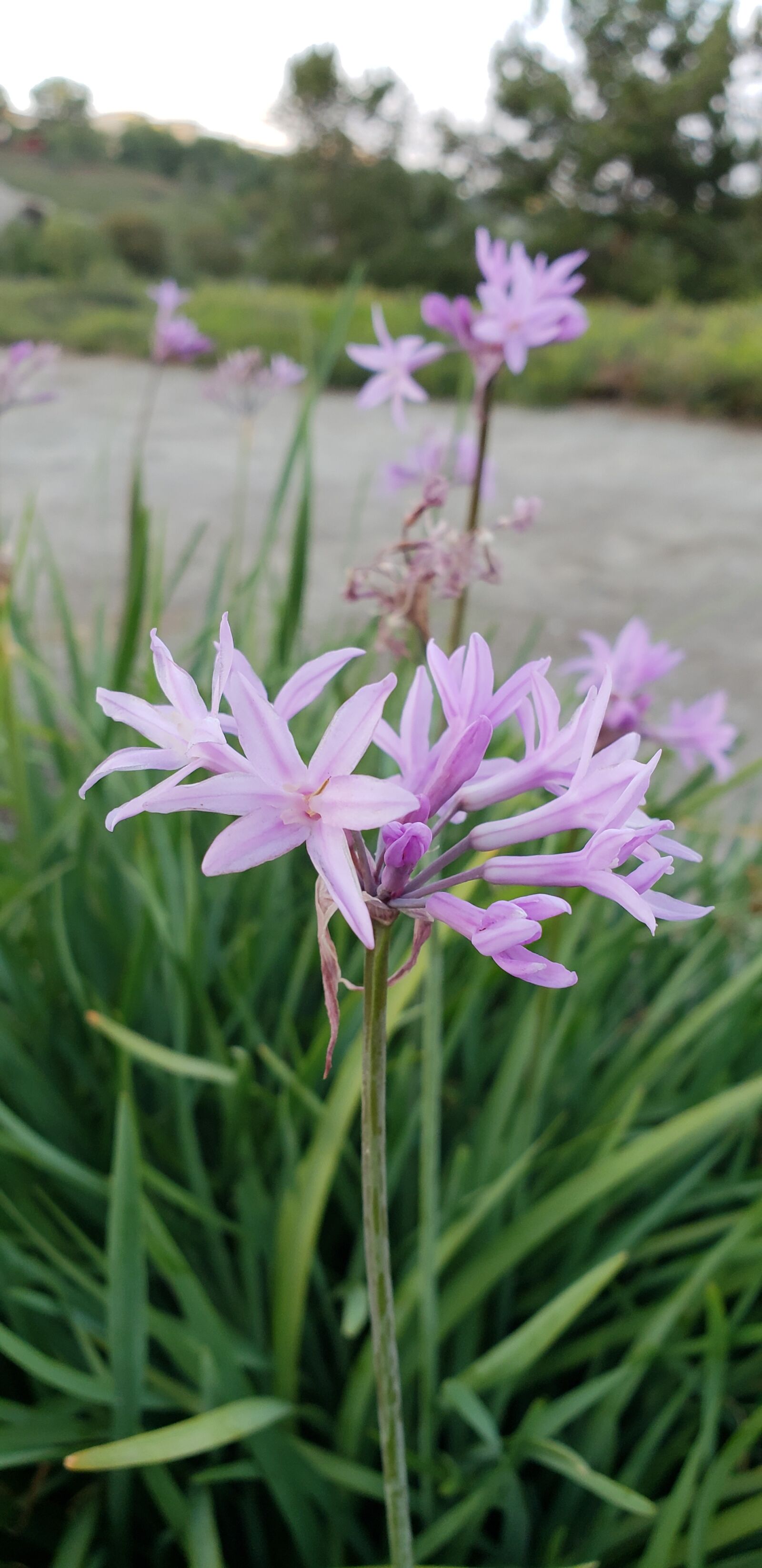 Samsung Galaxy S9+ sample photo. Nature, flower, flora photography