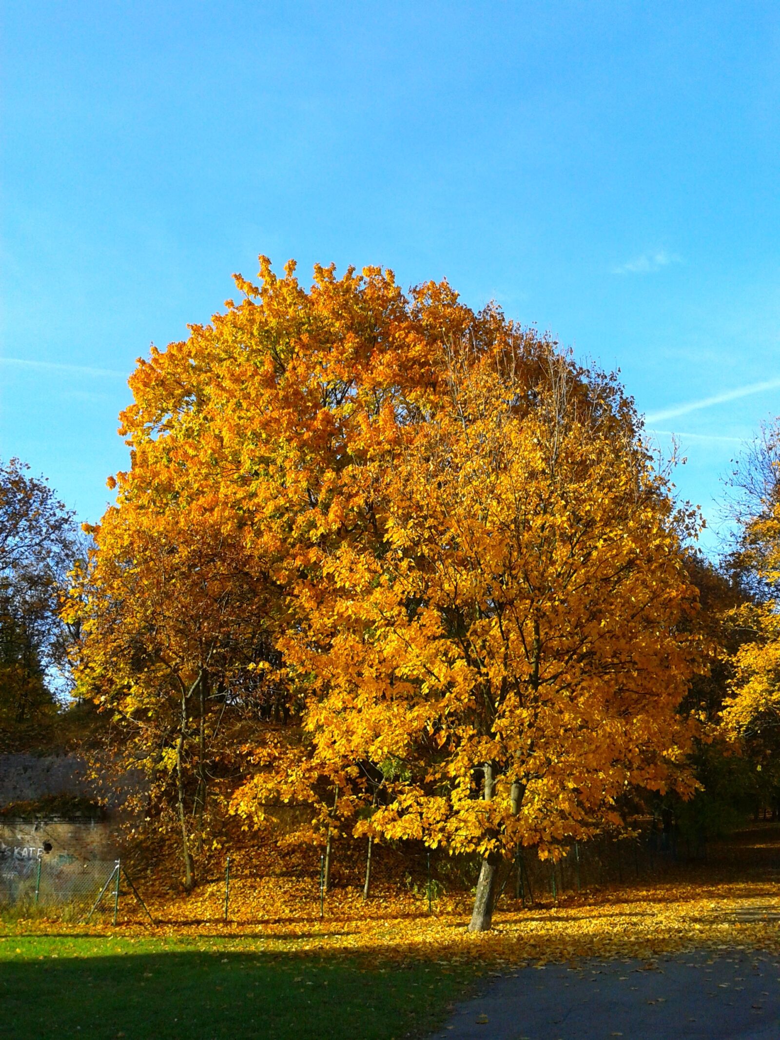 Samsung GT-S5611 sample photo. Foliage, autumn, autumn gold photography