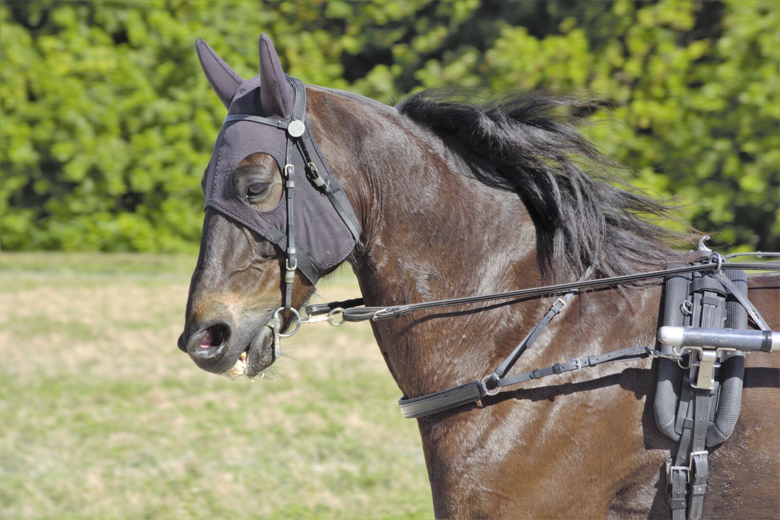 Nikon D7100 sample photo. Horse, head, profile photography
