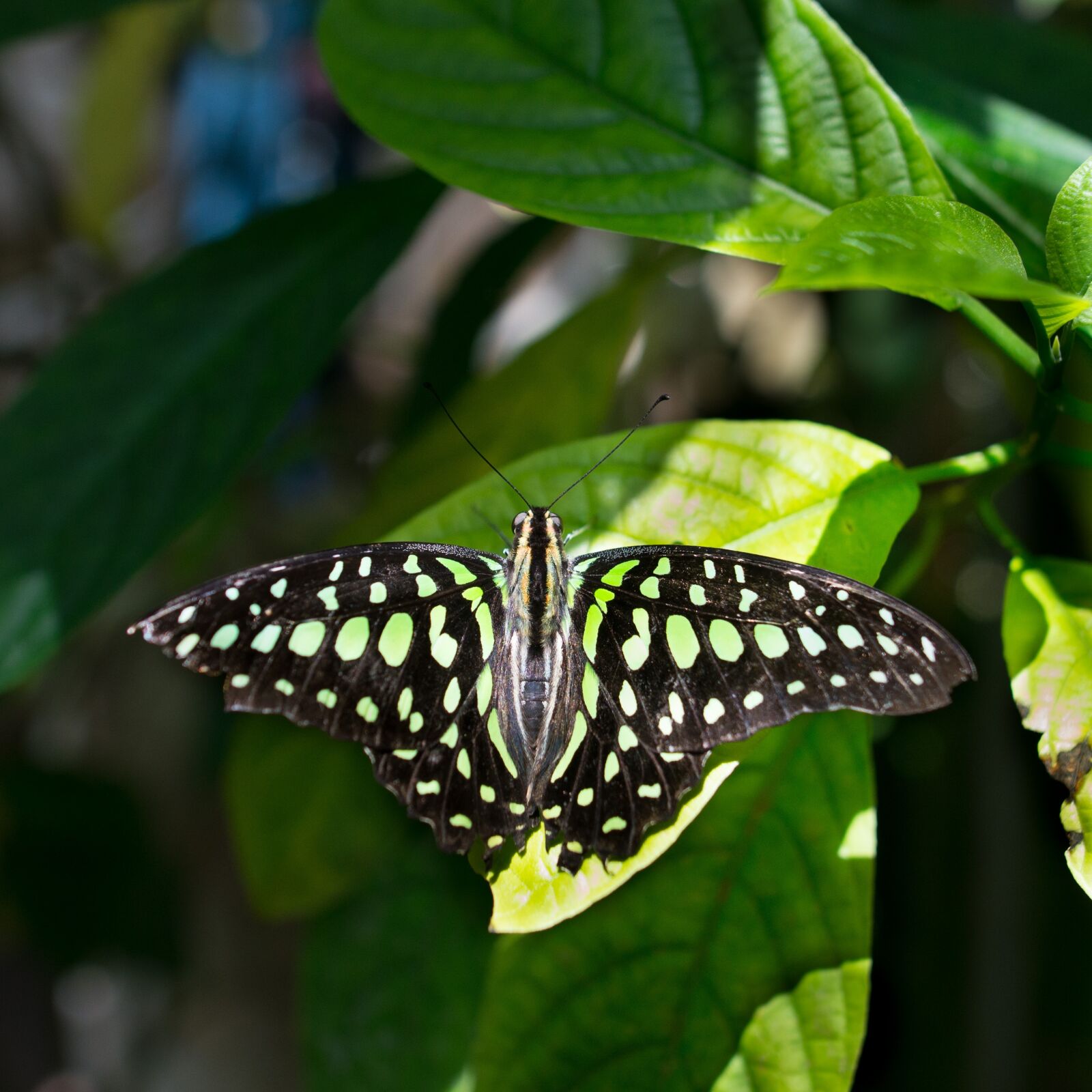 Nikon D610 sample photo. Butterfly, nature, outdoors photography