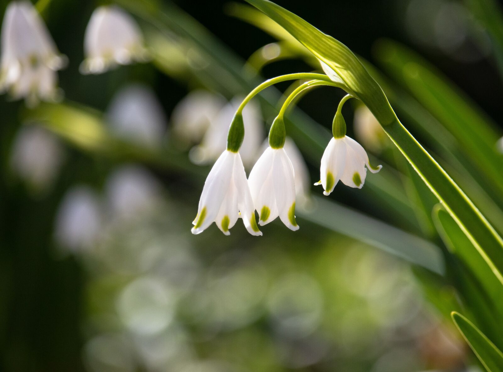 Canon EF-S 55-250mm F4-5.6 IS STM sample photo. Lily of the valley photography