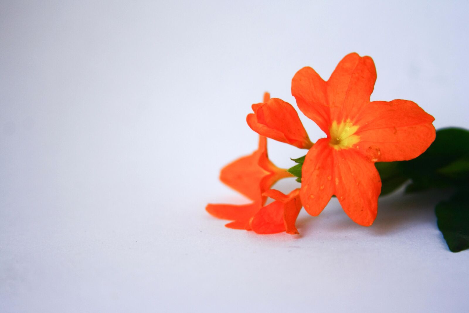 Canon EOS 1000D (EOS Digital Rebel XS / EOS Kiss F) sample photo. Petal, red, flower, plant photography