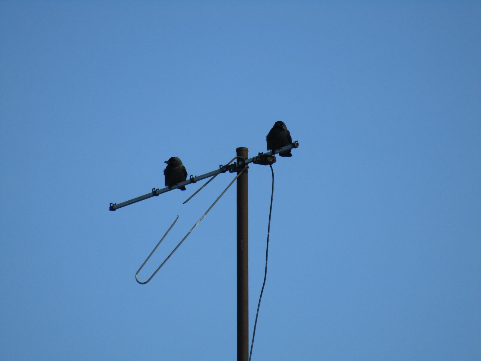 Canon PowerShot SX420 IS sample photo