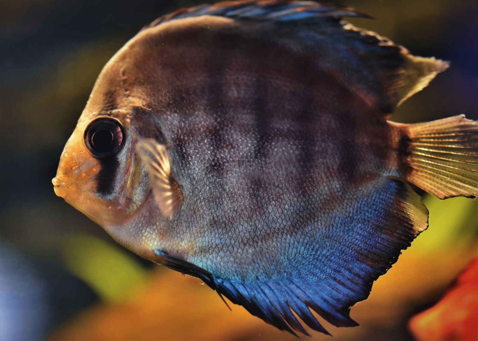 Nikon D7200 sample photo. Discus fish, discus cichlid photography