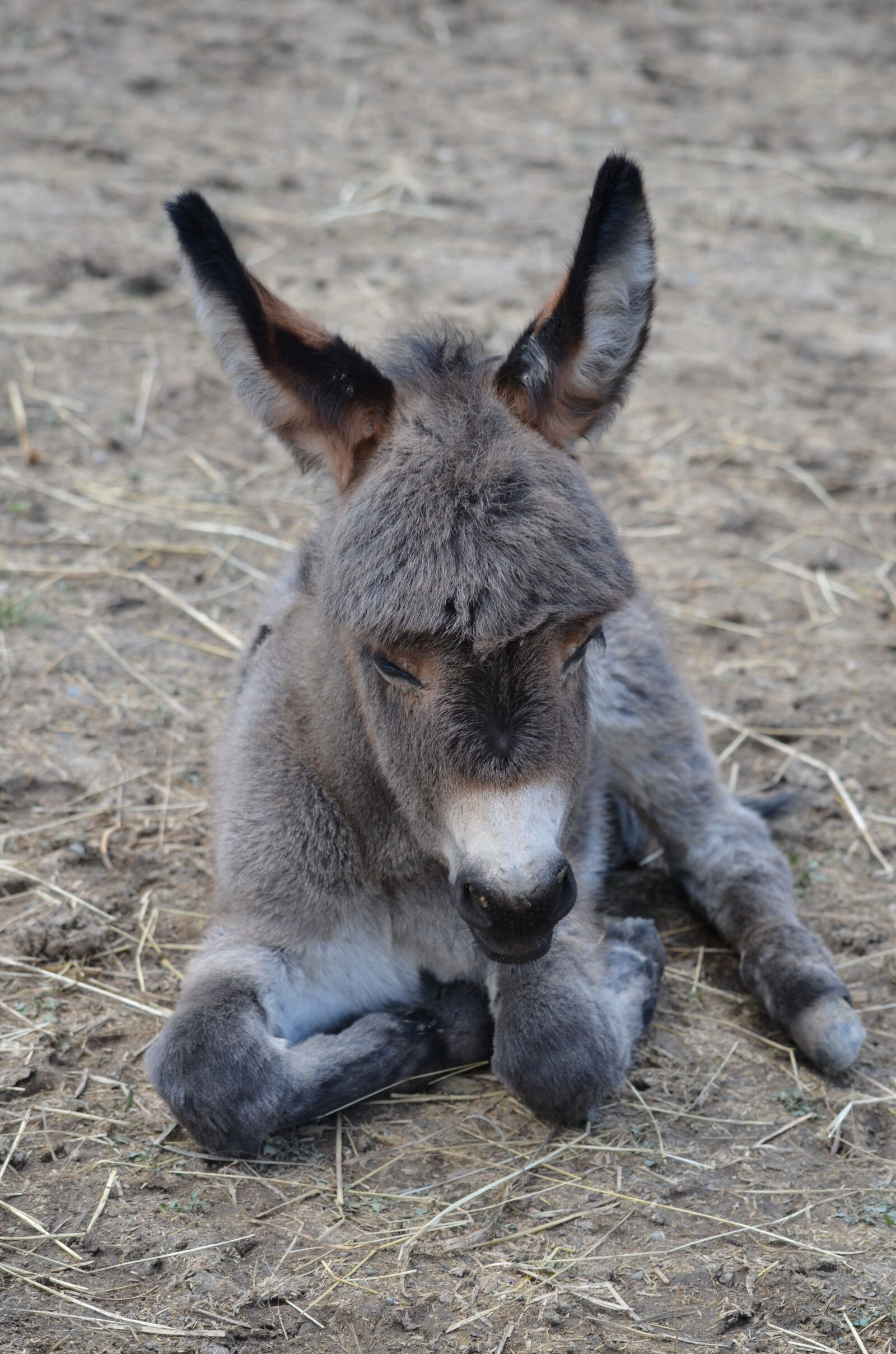 Nikon D5100 sample photo. Donkey, donkey foal, animal photography