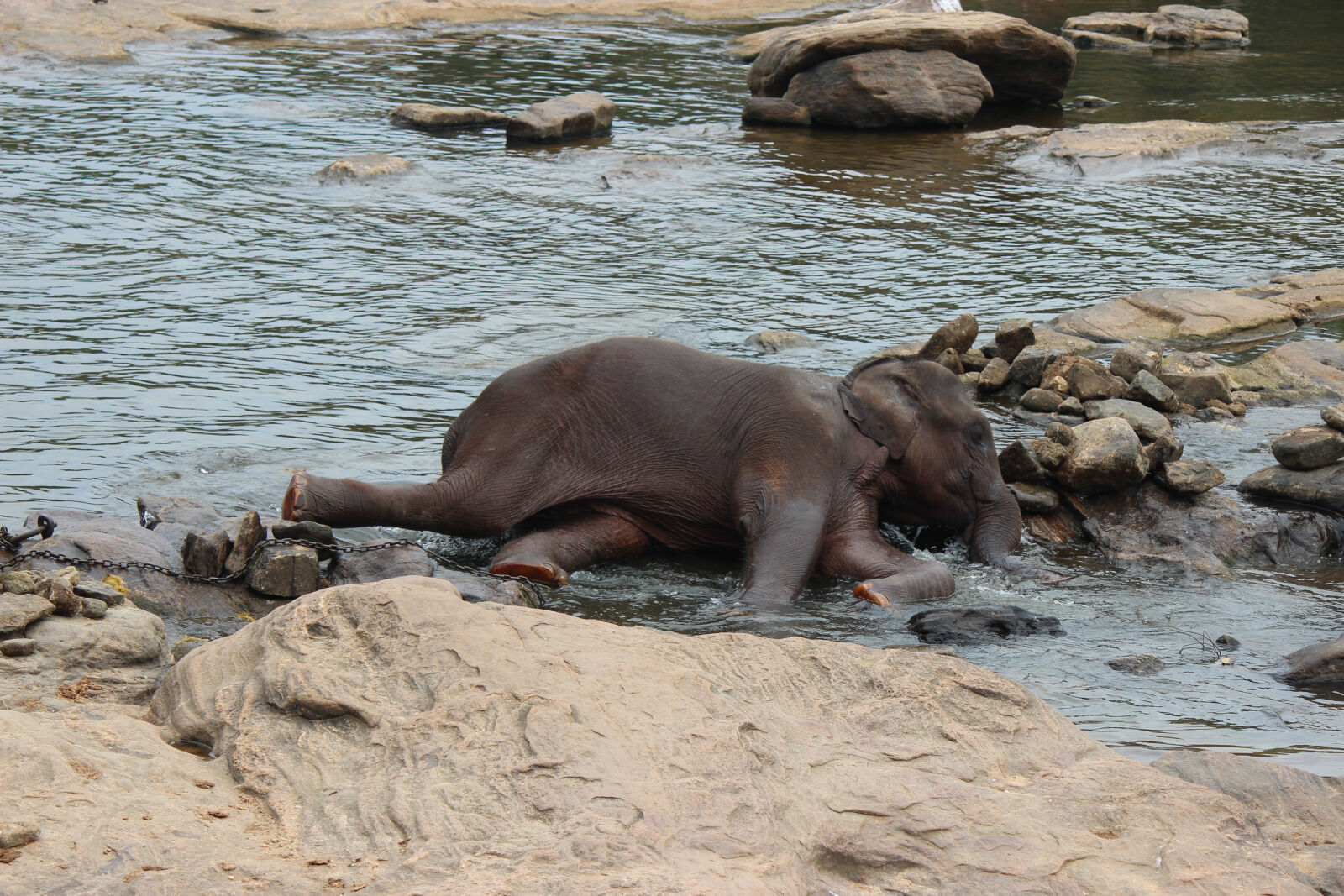 Canon EOS 600D (Rebel EOS T3i / EOS Kiss X5) + Canon EF-S 55-250mm F4-5.6 IS II sample photo. Sri, lankan, elephant photography