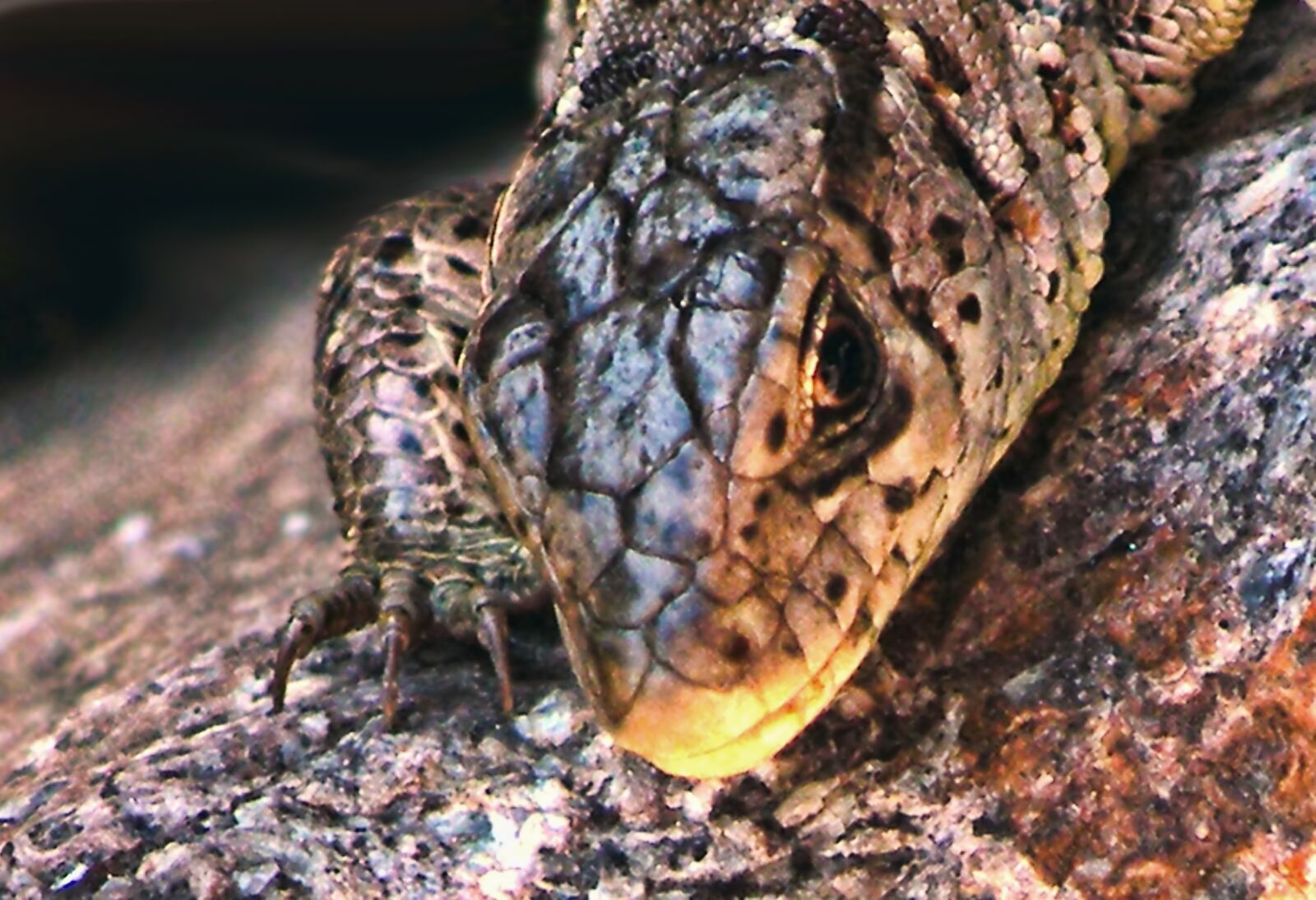 Fujifilm FinePix S8100fd sample photo. Lizard, sand lizard, reptile photography