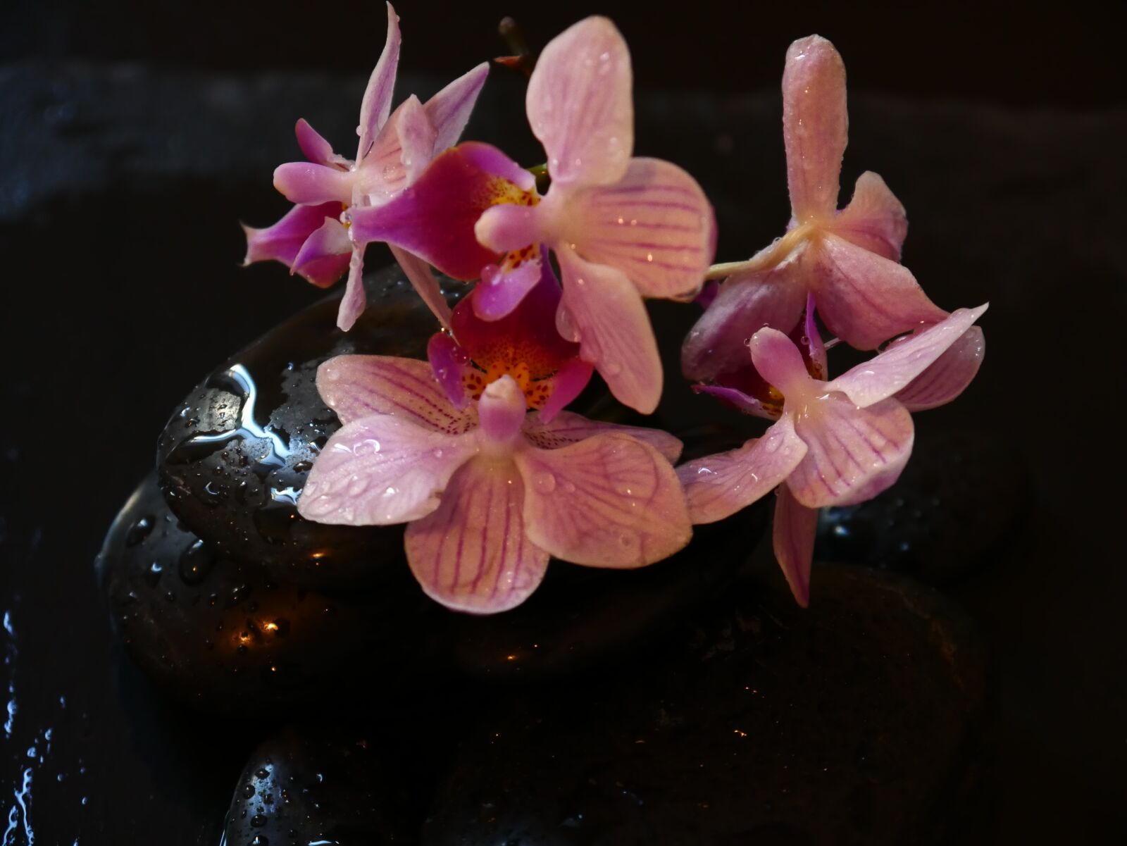 Panasonic DMC-G70 sample photo. Orchid, wellness, stones photography