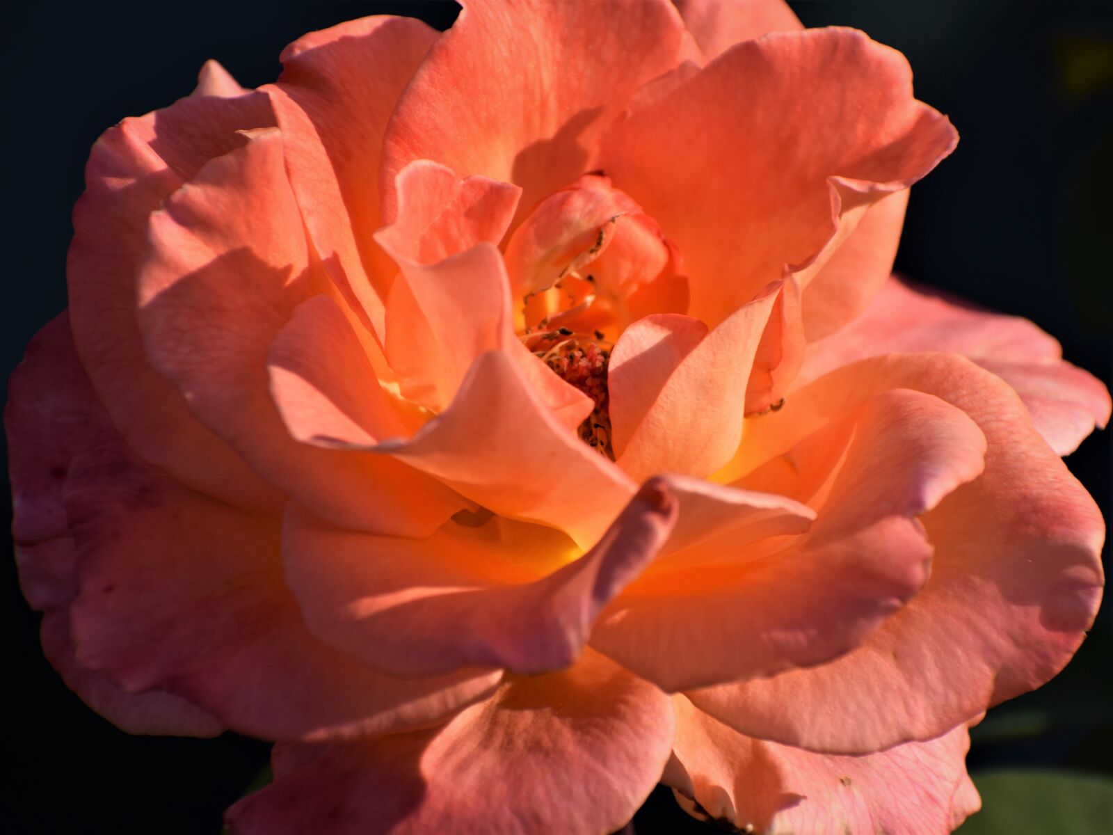 Nikon D3300 sample photo. Orange rose, petals, blooming photography