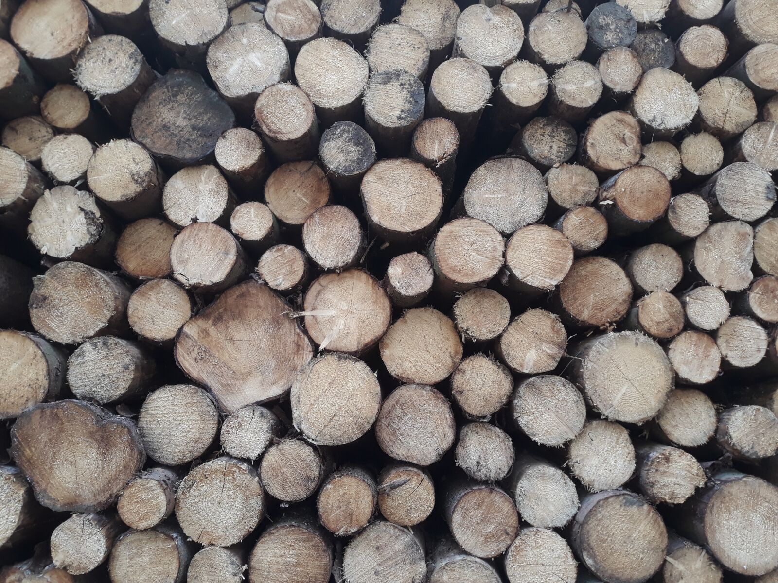 Samsung Galaxy J7 sample photo. Wood, stack, forest photography