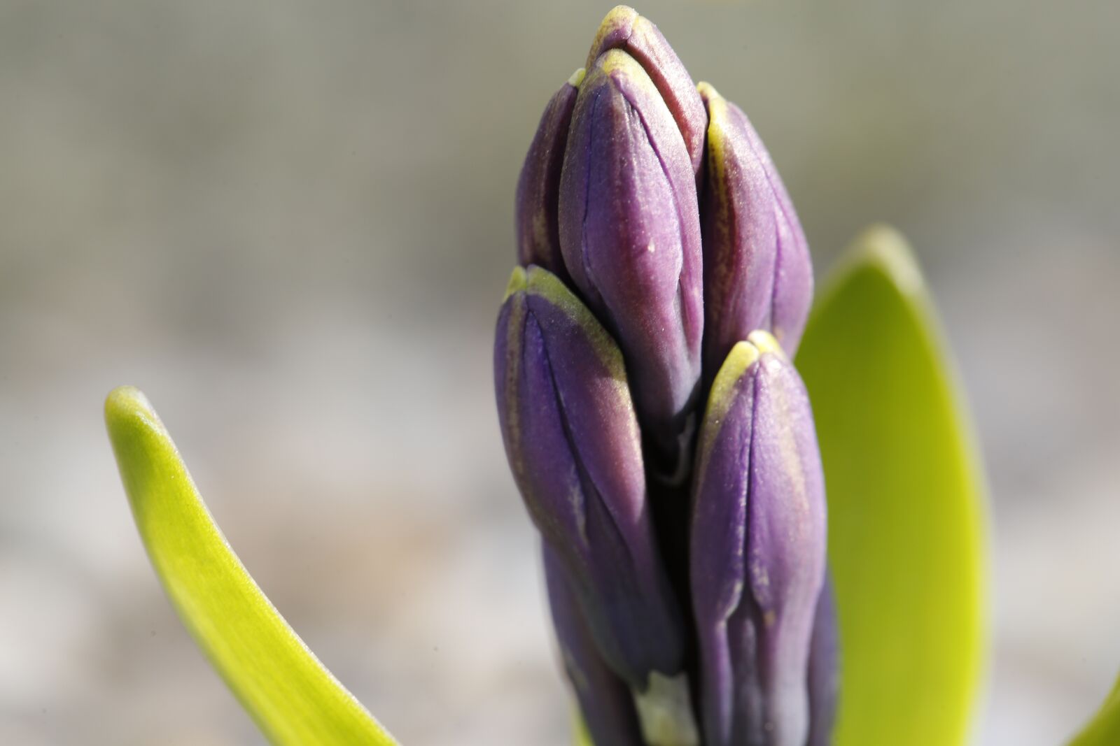 Canon EF 100mm F2.8L Macro IS USM sample photo. Spring, bud, sprout photography