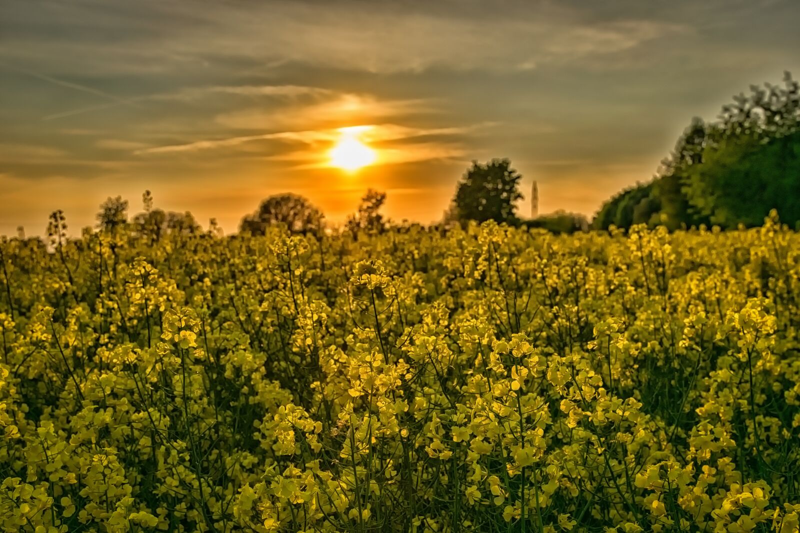 Nikon D3300 sample photo. Sunset, landscape, oilseed rape photography