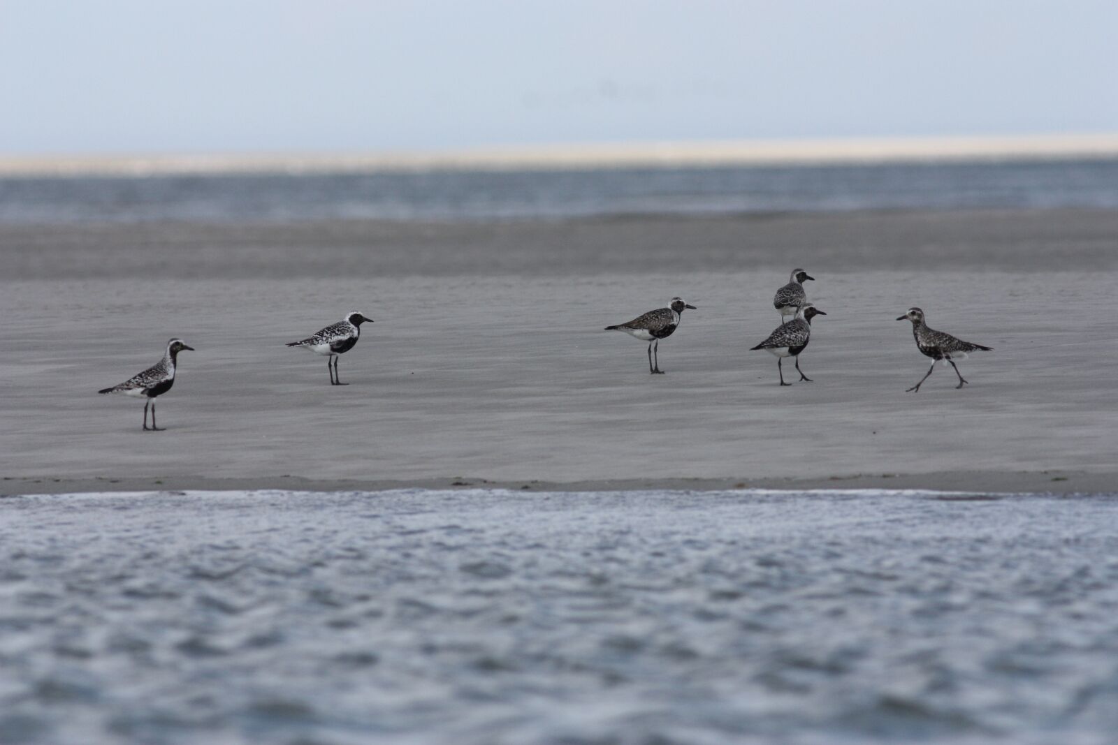 Canon EOS 450D (EOS Rebel XSi / EOS Kiss X2) sample photo. Plovers silver, birds, sea photography