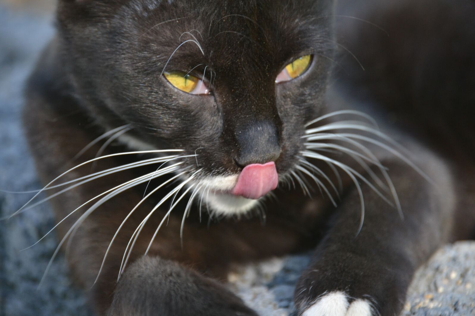 Nikon D3100 sample photo. Cat, black, pet photography