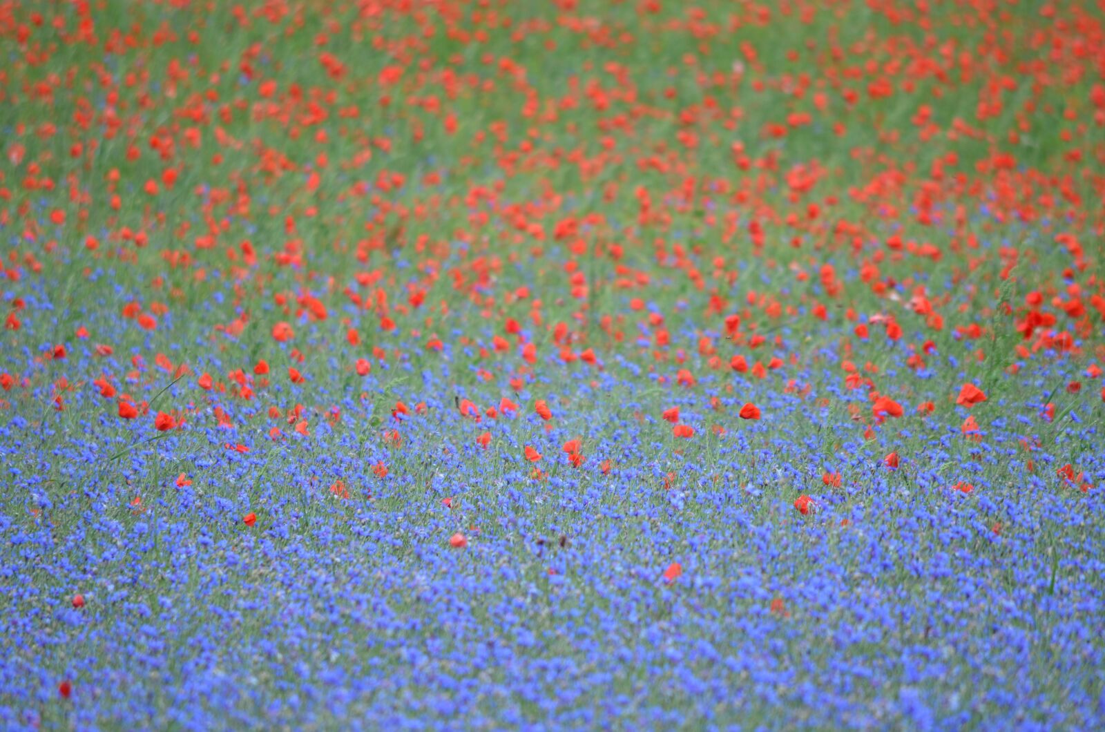 Nikon D5100 sample photo. France, poppy, cornflowers photography