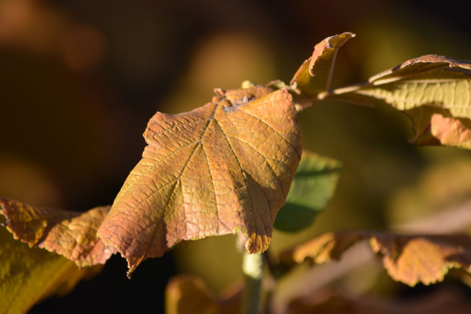Nikon D5300 sample photo. Autumn, leaf, yellow photography