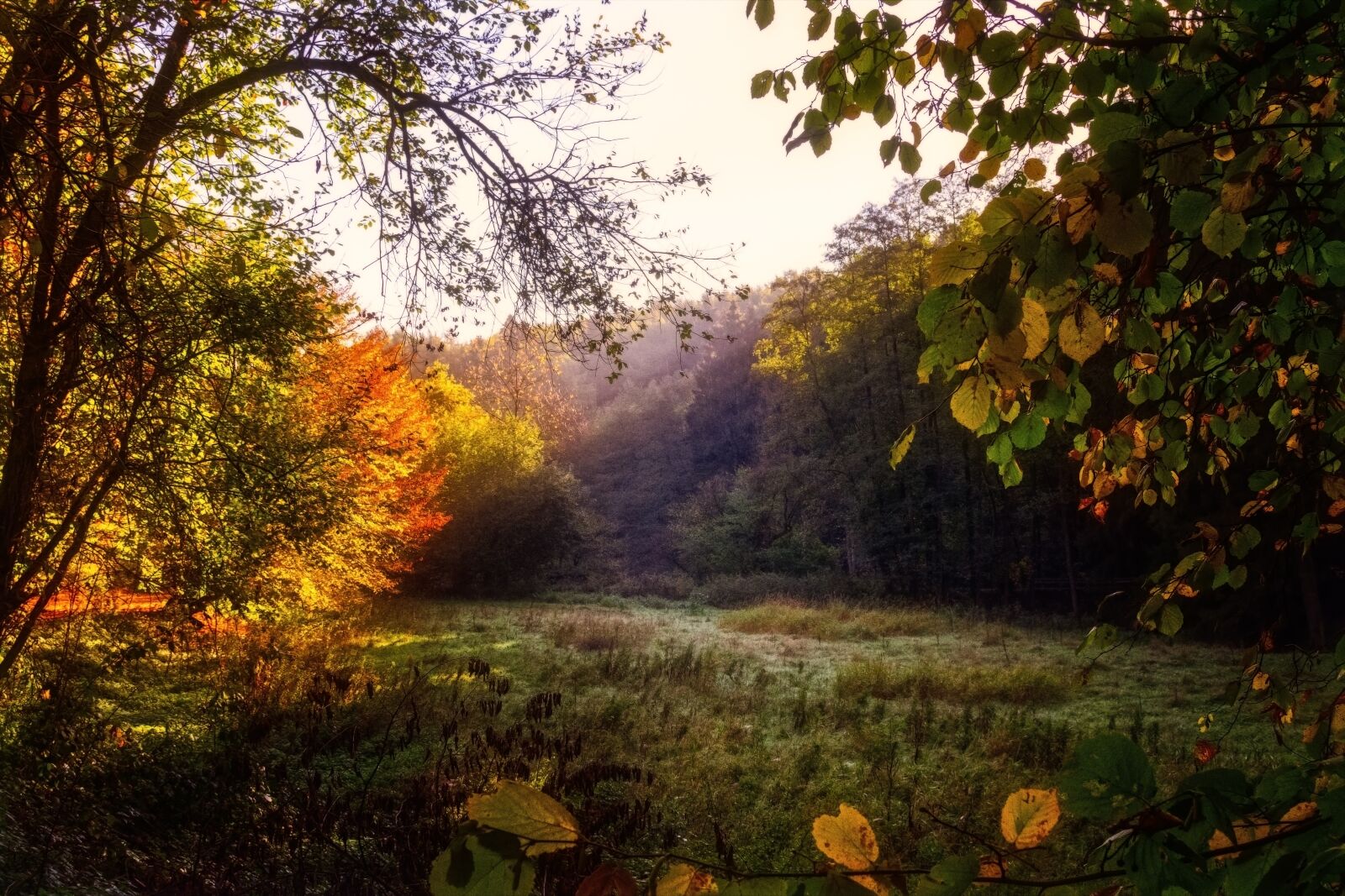 Nikon D3300 sample photo. Forest, glade, light photography