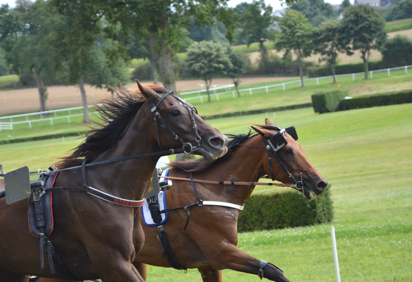 Nikon D5200 sample photo. Horse, race horses, dressage photography