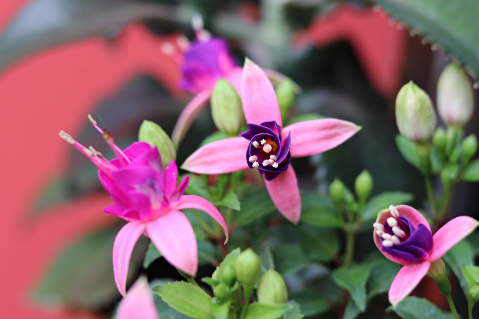 Canon EOS 80D + Canon EF 50mm F1.8 STM sample photo. Flower, petals, bloom photography