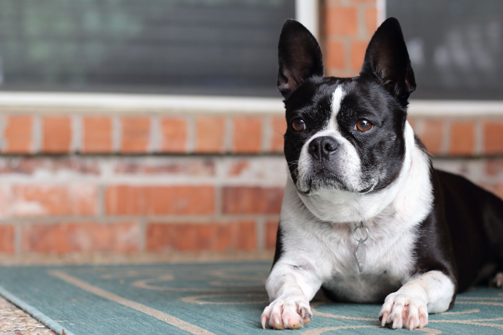 Canon EOS 700D (EOS Rebel T5i / EOS Kiss X7i) sample photo. Dog, pet, animal photography