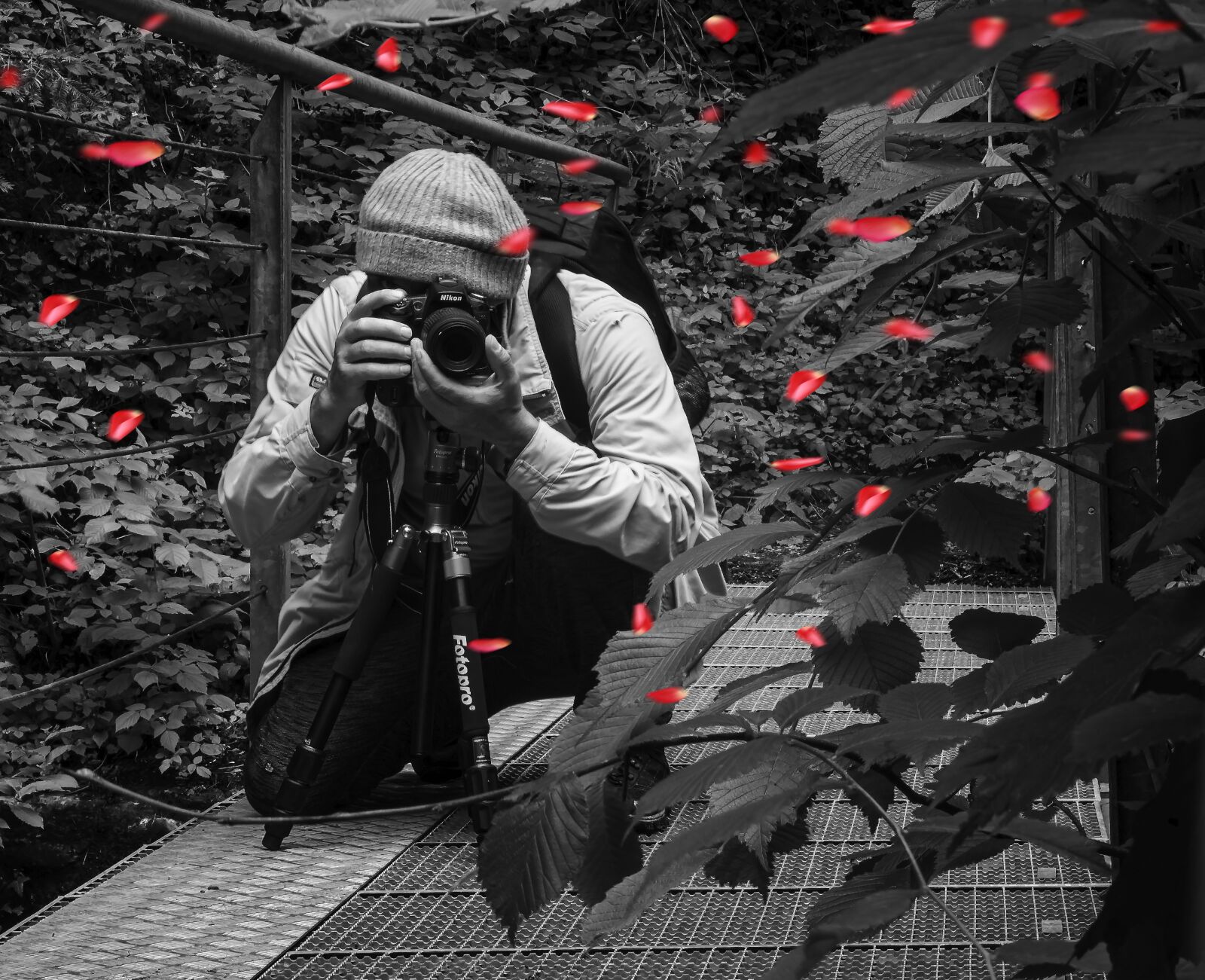 Canon EOS 700D (EOS Rebel T5i / EOS Kiss X7i) sample photo. Forest, summer, black photography