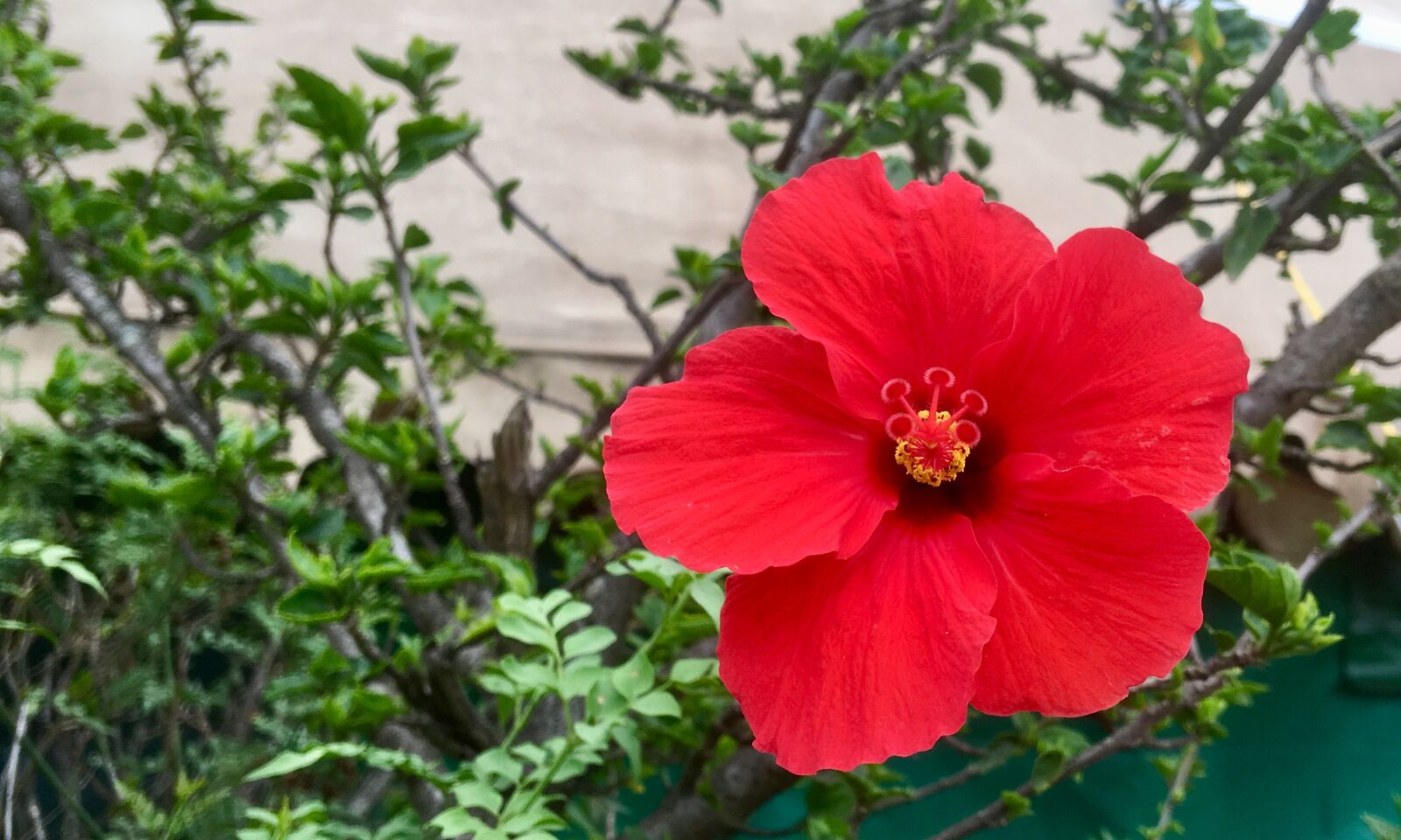 Apple iPhone 6s Plus sample photo. Red flower, red hibiscus photography