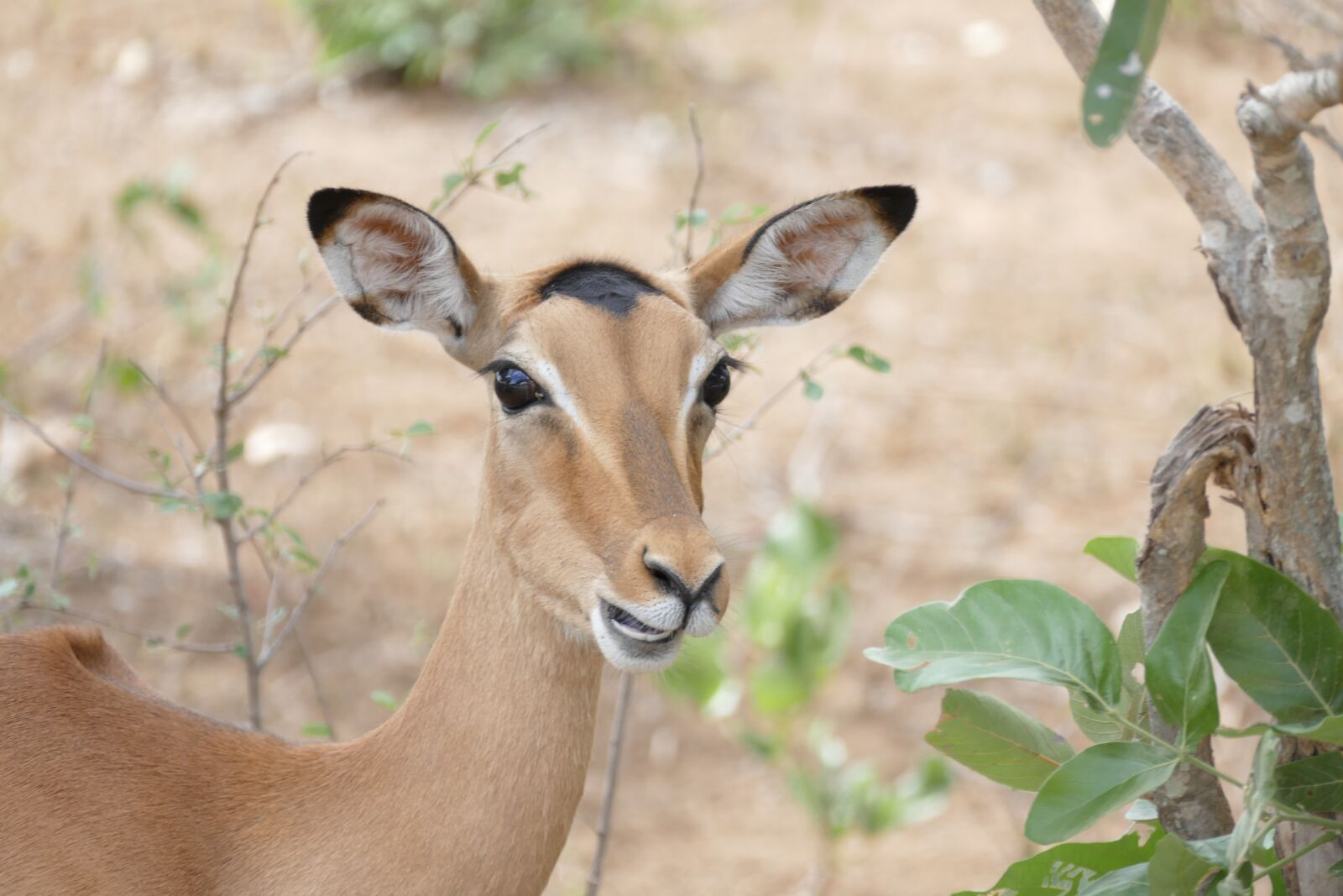 Panasonic Lumix DMC-FZ1000 sample photo. Wildlife, impala, animal photography