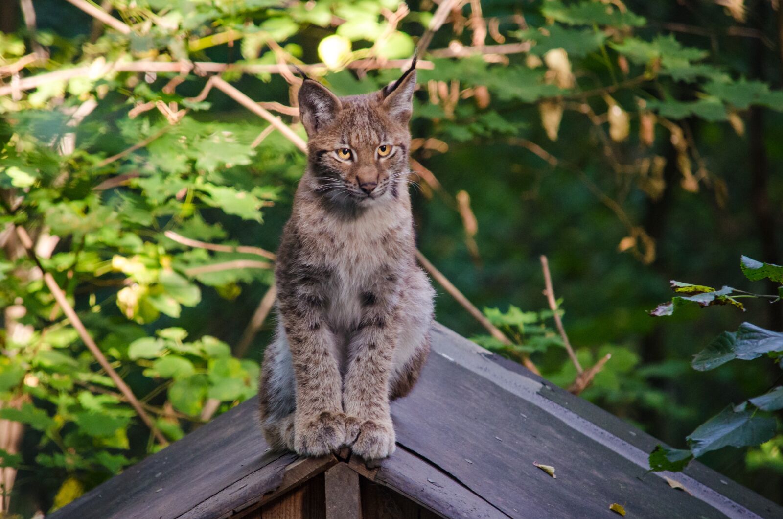 Nikon D5100 sample photo. Lynx, baby lynx, zoo photography