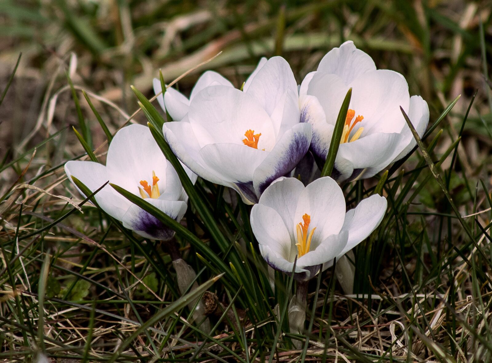 Canon EOS 80D + Canon EF 70-300mm F4-5.6 IS USM sample photo. Crocus, flowers, spring photography