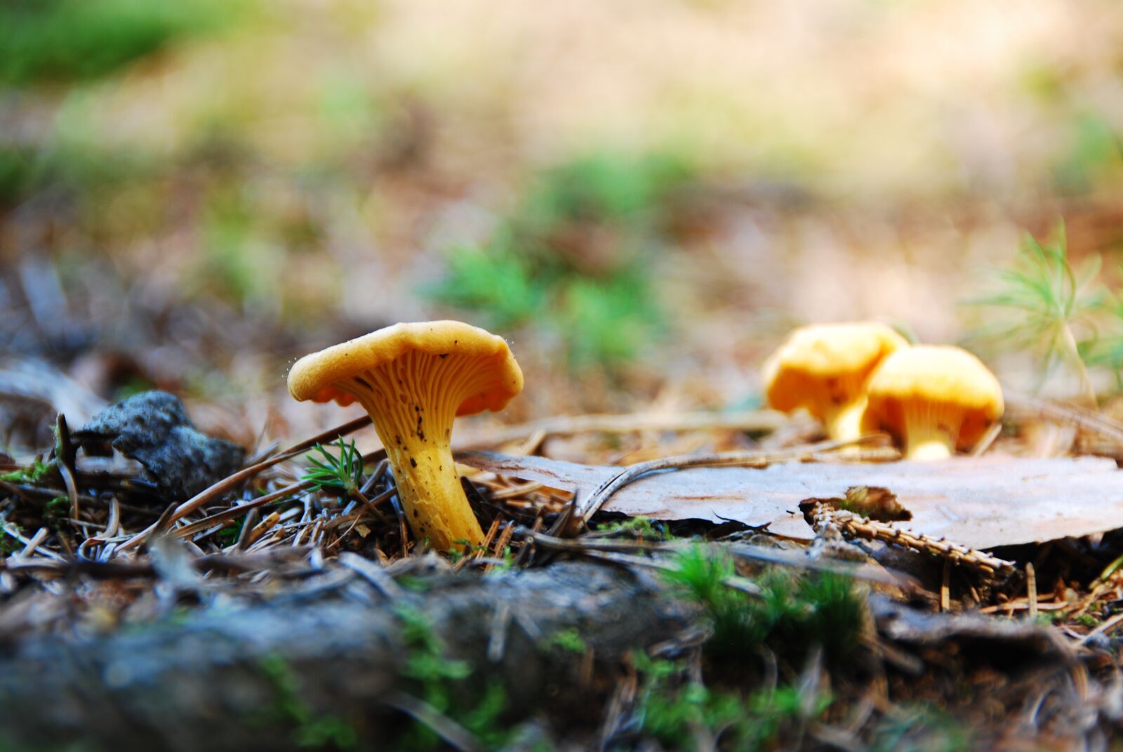 Nikon D80 sample photo. Eierschwammerl, chanterelle, food photography