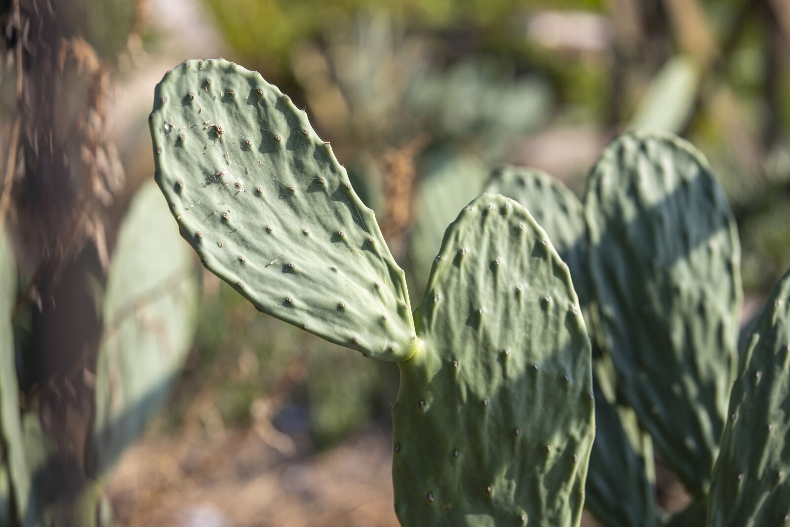 Canon RF 85mm F1.2L USM sample photo. Cactus, dea, green photography