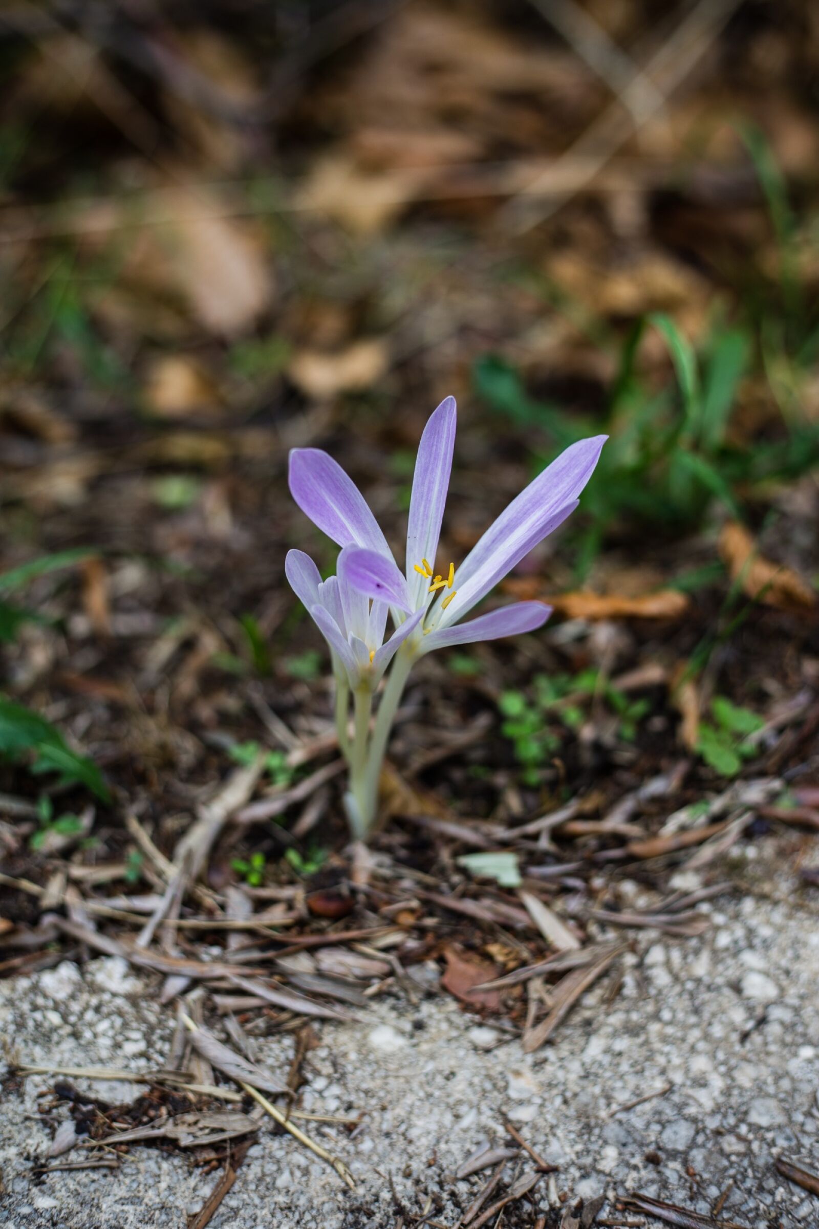 Canon EOS 6D + Canon EF 50mm F1.8 STM sample photo. Nature, plant, flower photography