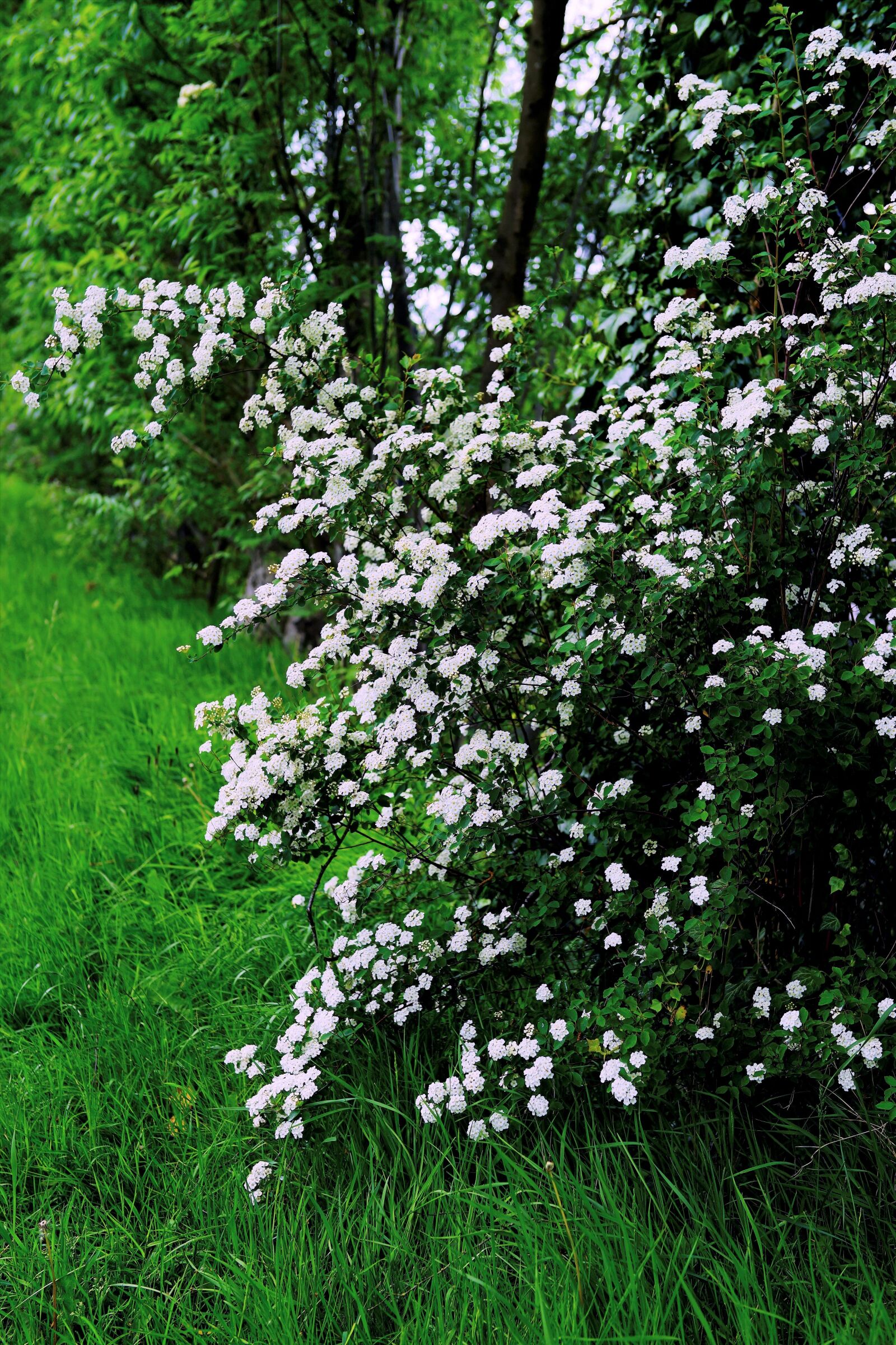 Sony a99 II sample photo. Flowers, white flowers, spring photography