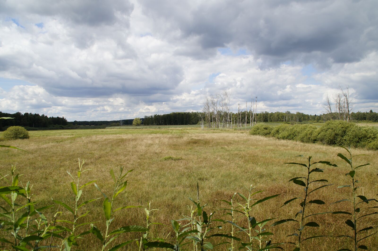 Sony SLT-A58 sample photo. Spring lake, moor, moorland photography