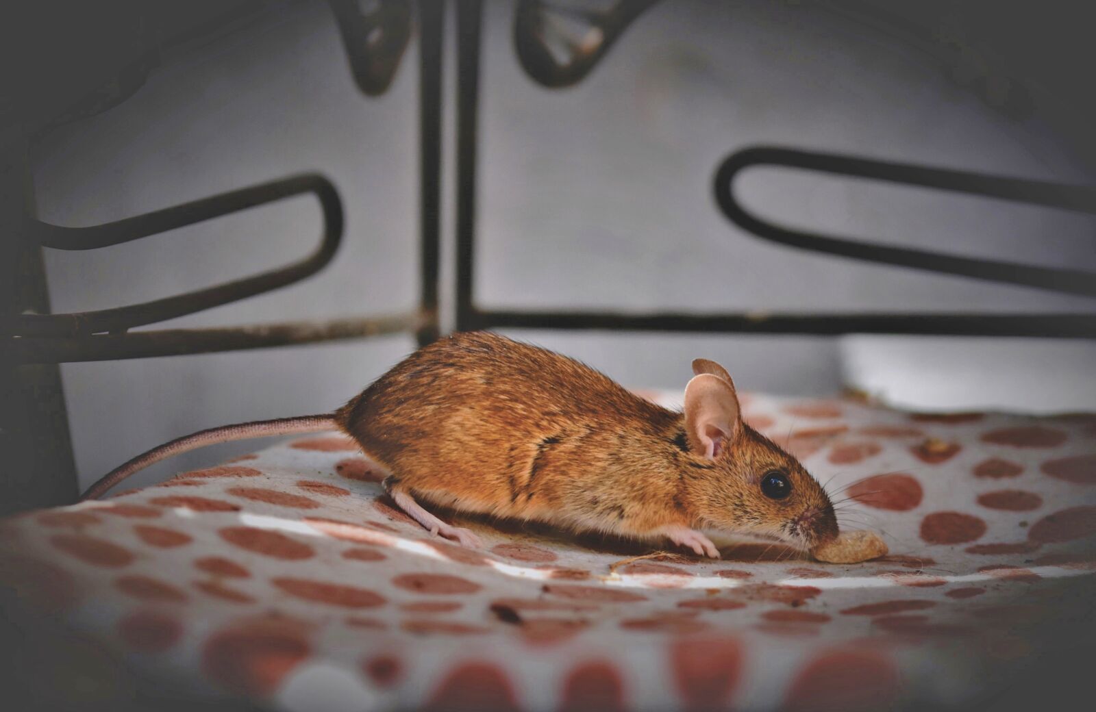 Nikon D7200 sample photo. House mouse, mouse, long photography