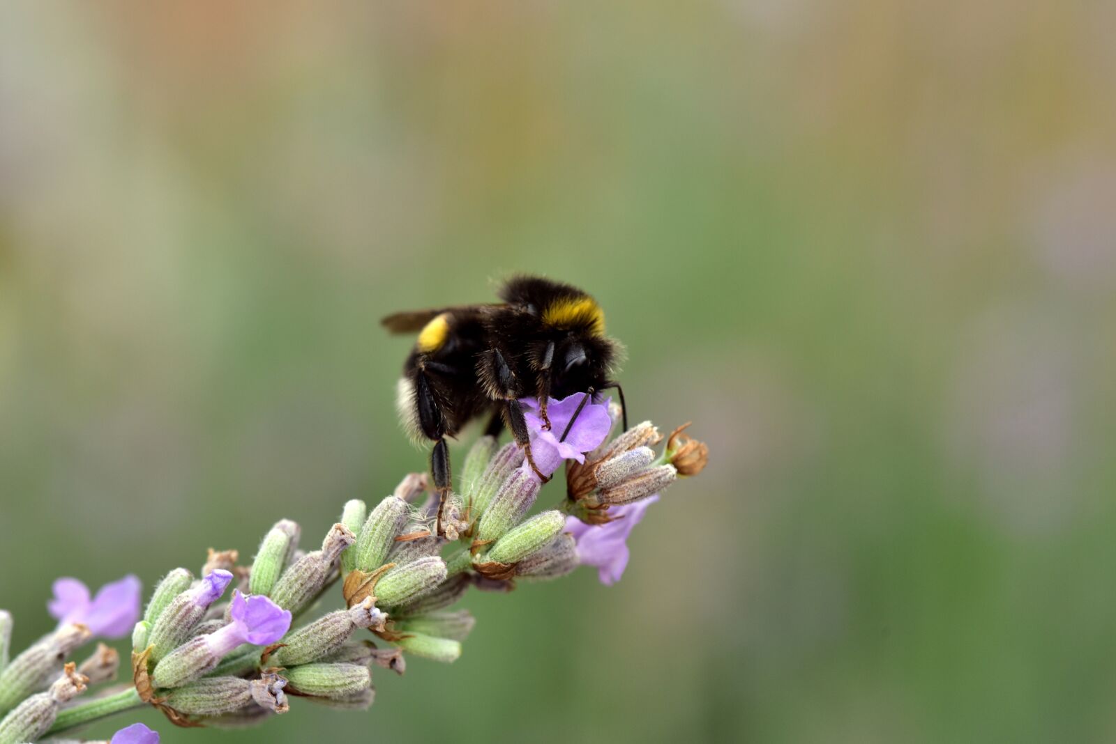 Nikon D750 sample photo. Hummel, lavender, insect photography