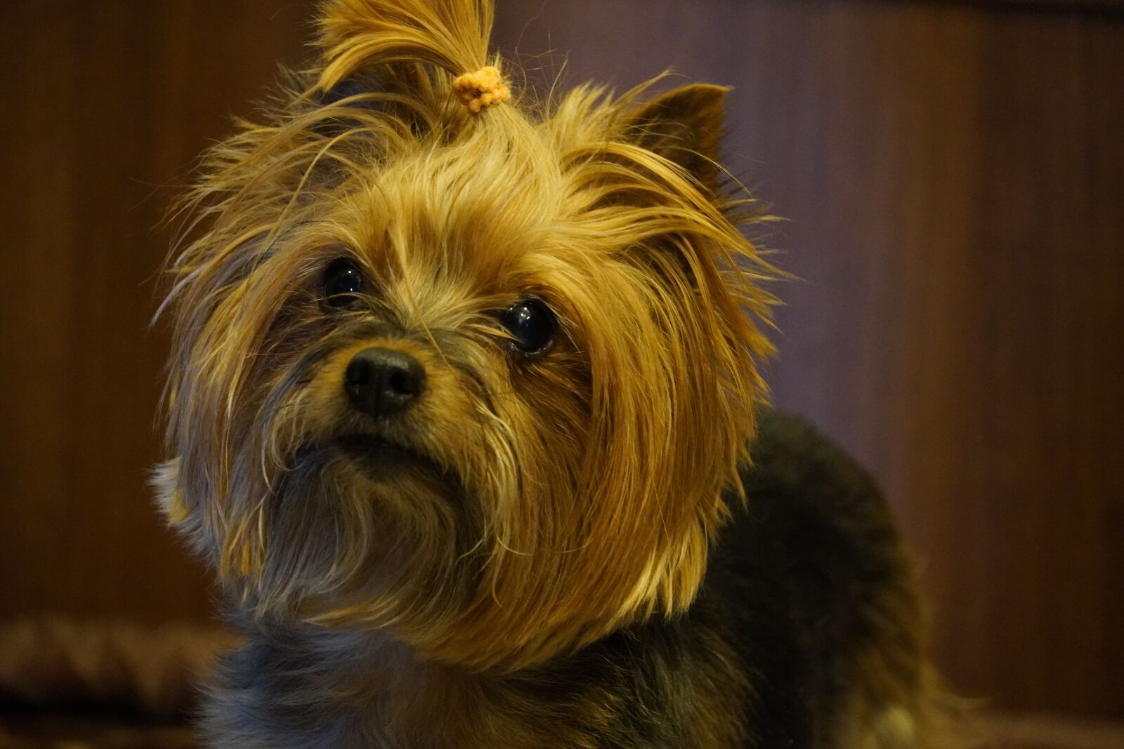 Sony a6400 sample photo. Yorkshire, dog, terrier photography