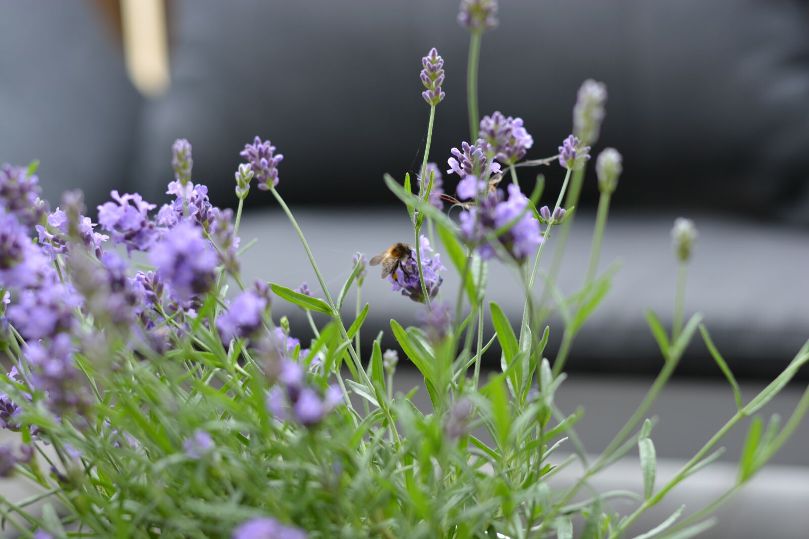 Nikon D7100 sample photo. Lavender, hummel, pollination photography