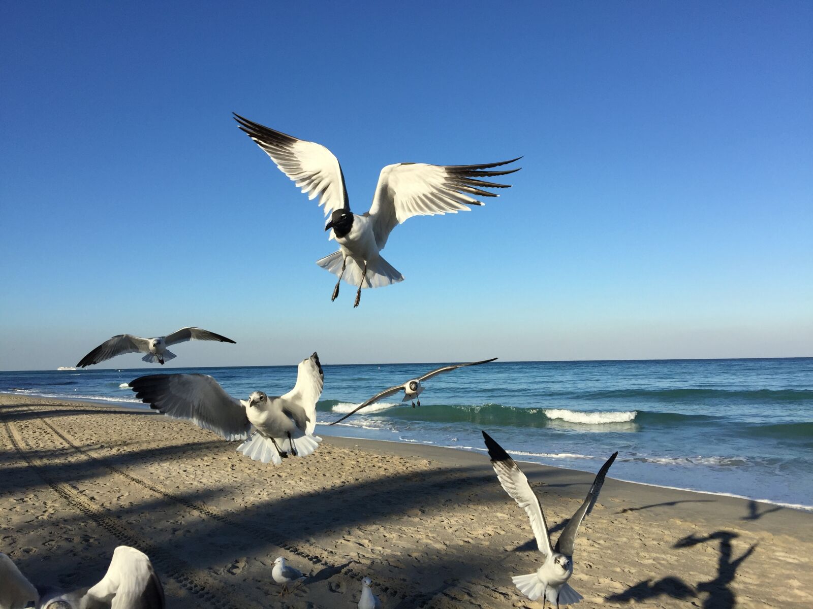 iPhone 6 Plus back camera 4.15mm f/2.2 sample photo. Seagull, beach, coast photography