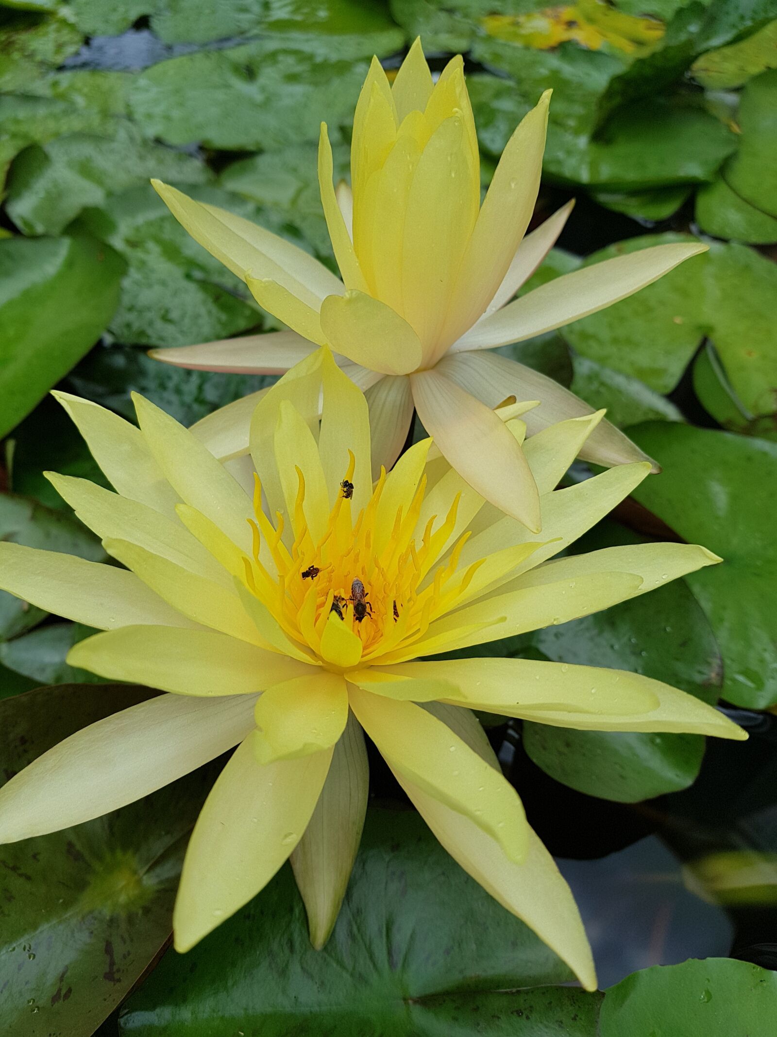 Samsung Galaxy Note Fan Edition sample photo. Lotus, lily, flower photography