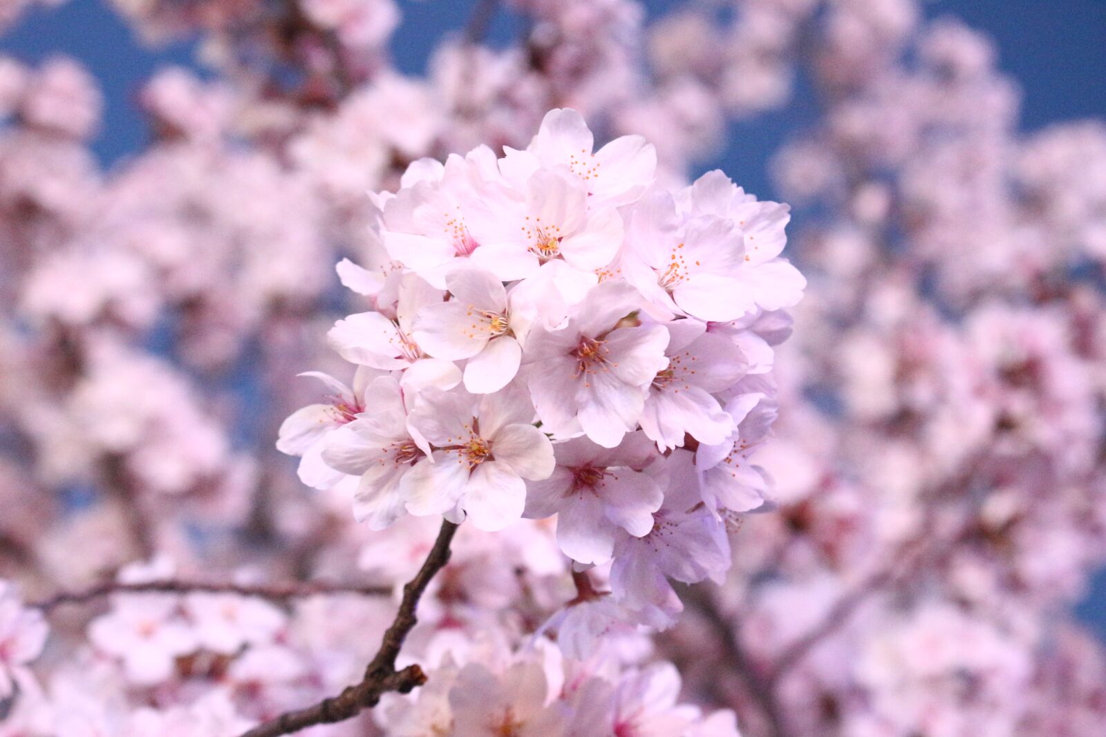 Canon EOS 100D (EOS Rebel SL1 / EOS Kiss X7) sample photo. Cherry blossom, cherry tree photography