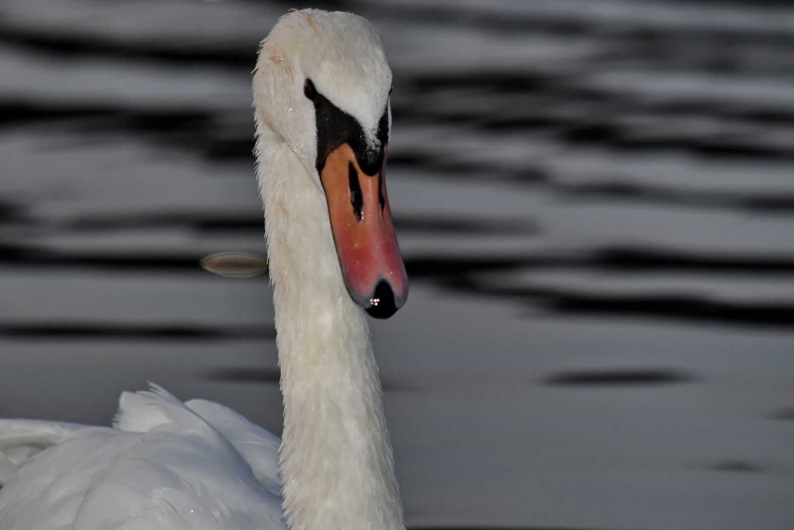 Nikon D5500 sample photo. Neck, river, young, swan photography