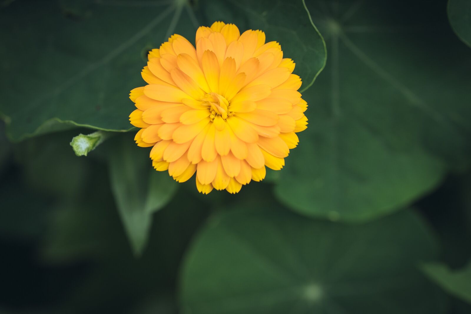 Nikon D750 sample photo. Flower, yellow, blossom photography