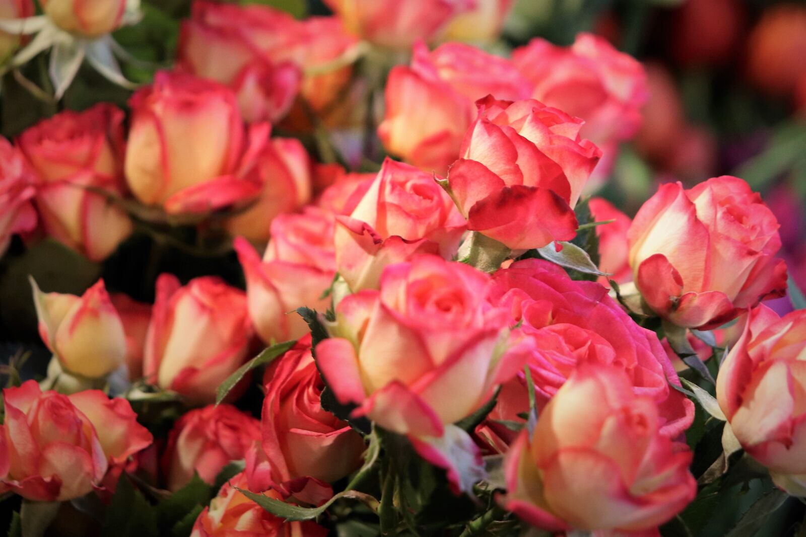 Canon EOS 200D (EOS Rebel SL2 / EOS Kiss X9) sample photo. Yellow pink roses, colorful photography