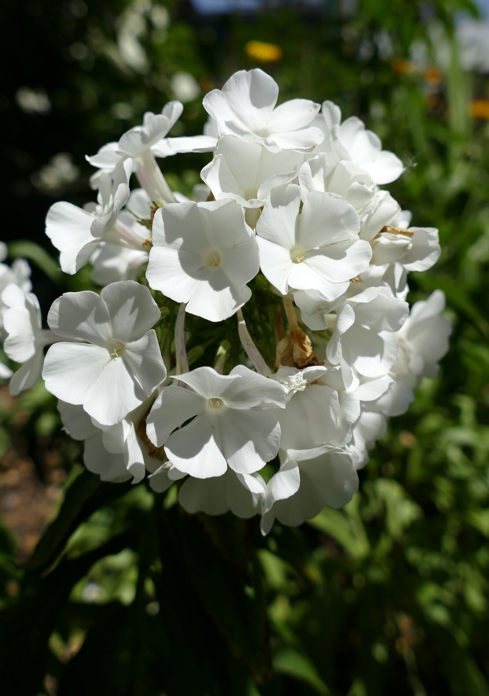 Panasonic Lumix DMC-FZ1000 sample photo. Phlox, flame flower, white photography