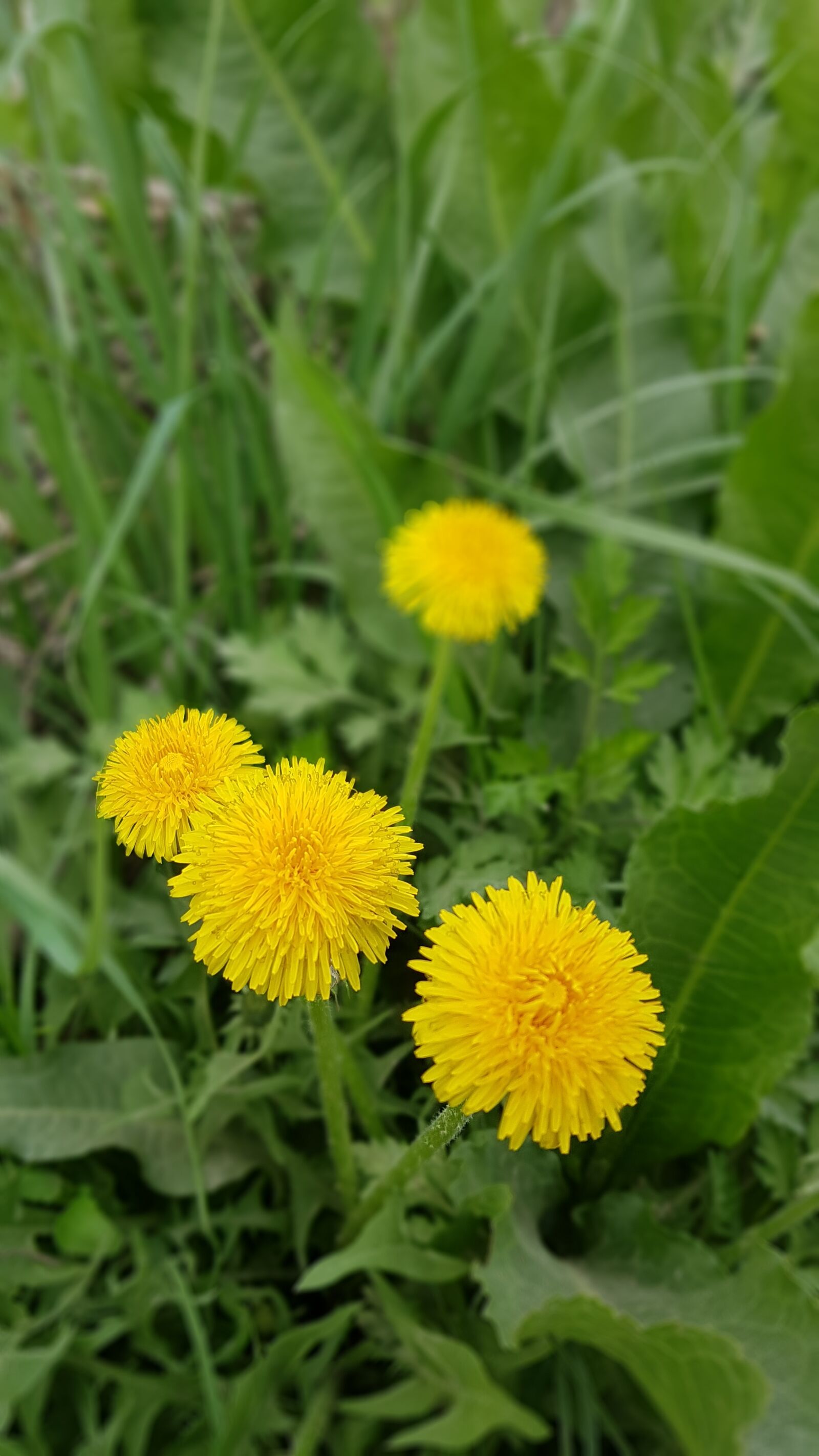 Samsung Galaxy S7 sample photo. Flowers, plants, yellow flower photography