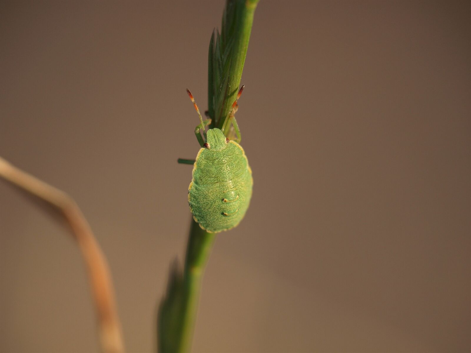 Olympus E-420 (EVOLT E-420) sample photo. Bug, insect, close up photography